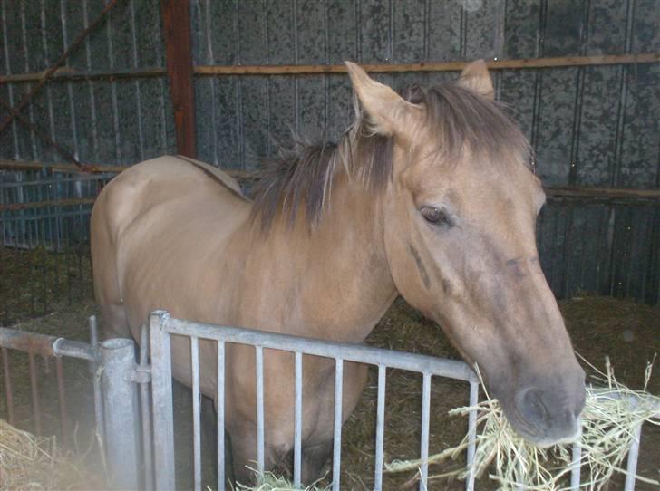 Anden særlig race MIsti "død" billede 3