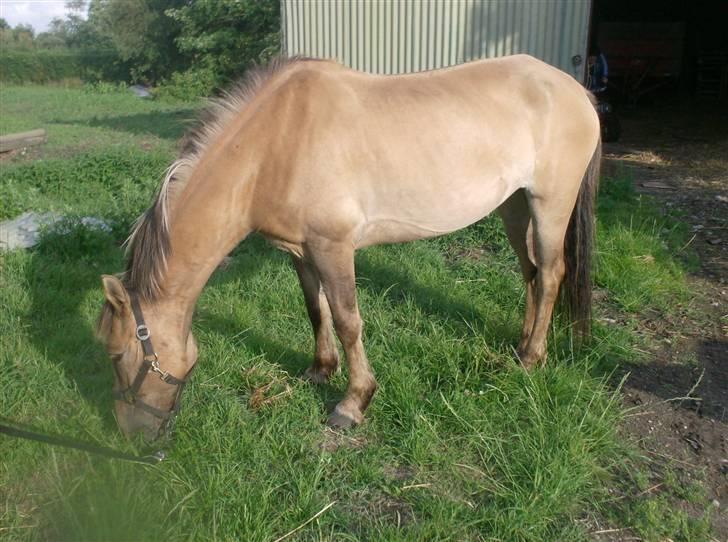 Anden særlig race MIsti "død" billede 4