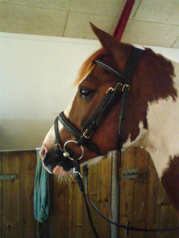 Pinto Speedy I I  - opmærksom ? d; billede 9