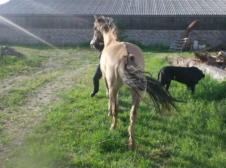 Anden særlig race MIsti "død" billede 5