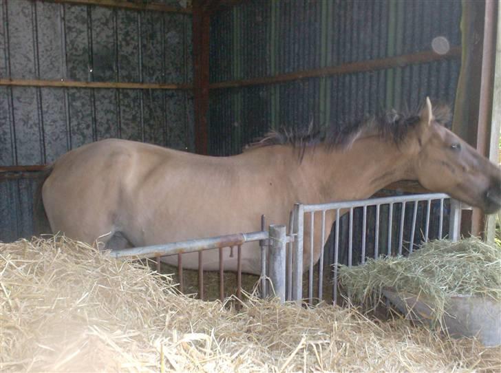 Anden særlig race MIsti "død" billede 6