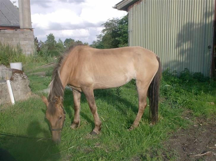 Anden særlig race MIsti "død" billede 7