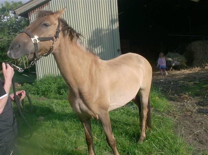 Anden særlig race MIsti "død" billede 8
