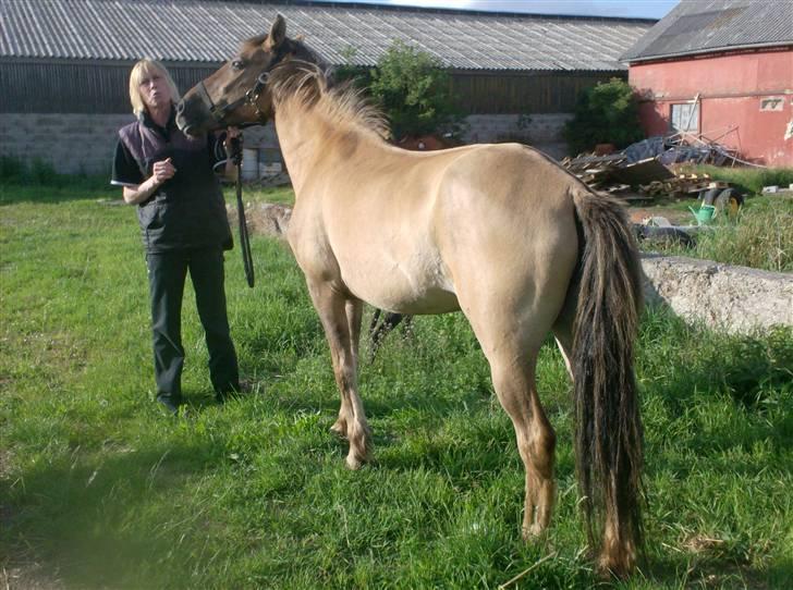 Anden særlig race MIsti "død" billede 9