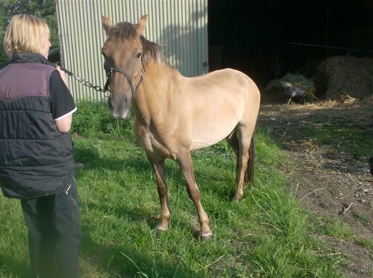 Anden særlig race MIsti "død" billede 10