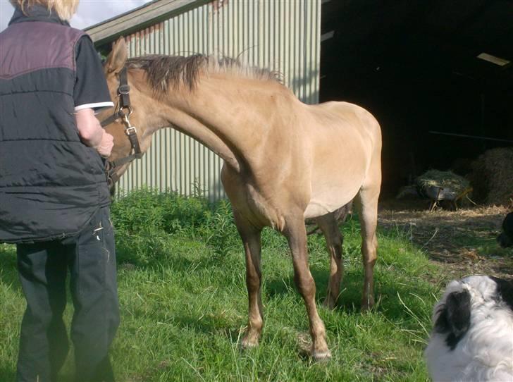 Anden særlig race MIsti "død" billede 12
