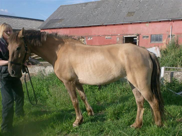 Anden særlig race MIsti "død" billede 13