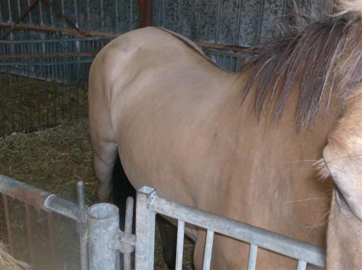 Anden særlig race MIsti "død" billede 15