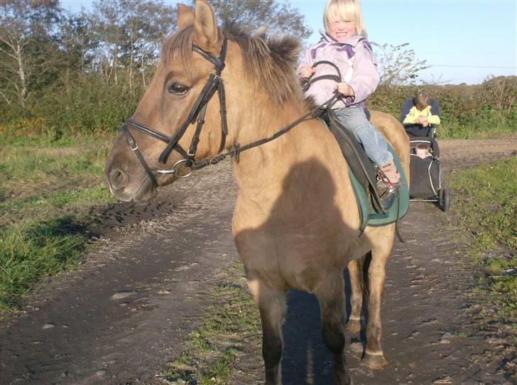 Anden særlig race MIsti "død" billede 16