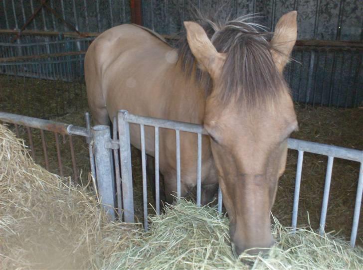 Anden særlig race MIsti "død" billede 17