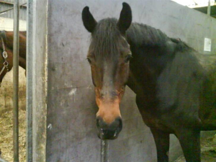 Dansk Varmblod Liva - Liva efter endt ridetur:)<3 billede 13