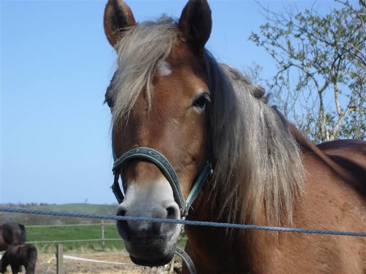 Anden særlig race KEEBE - KEEBE  med vinterpels billede 6