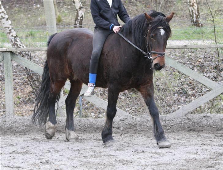 Welsh Cob (sec D) Berta  - Berta jeg elsker dig<3   Hux foto :) billede 13