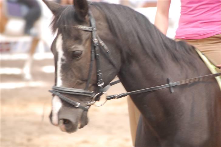 Anden særlig race Stallion R.I.P :'(<3 billede 3