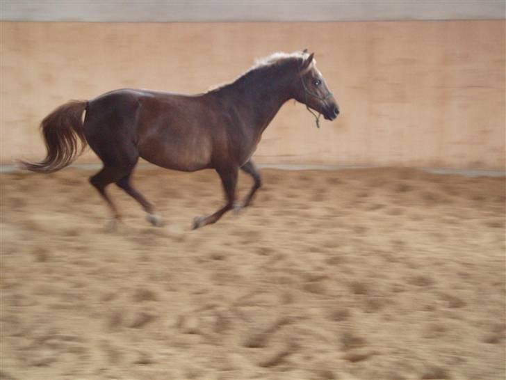 DSP Jolene billede 16