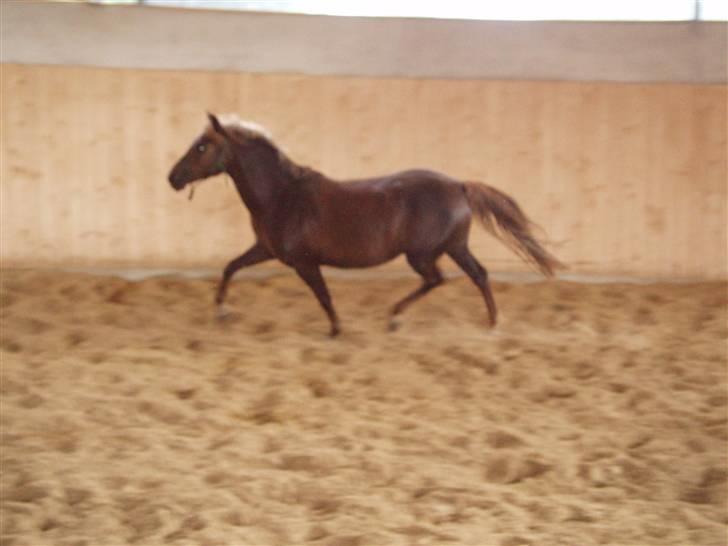 DSP Jolene billede 17