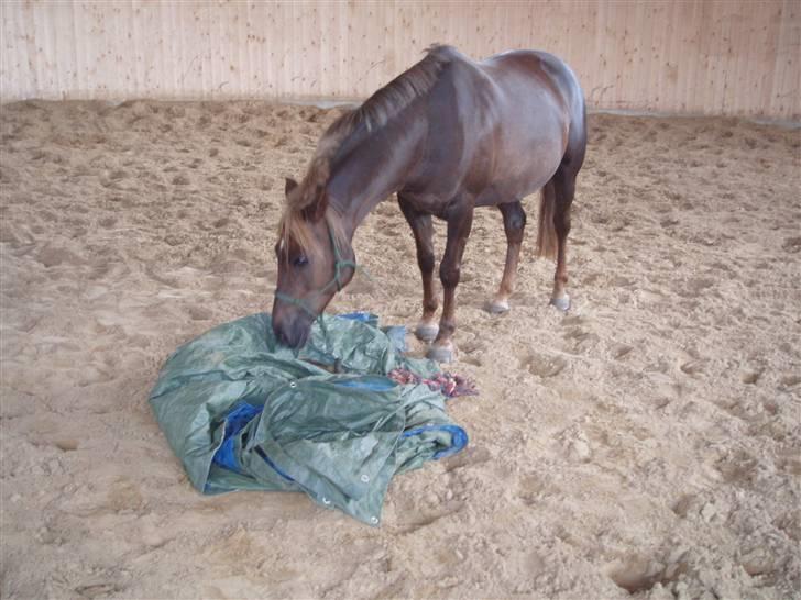 DSP Jolene billede 18