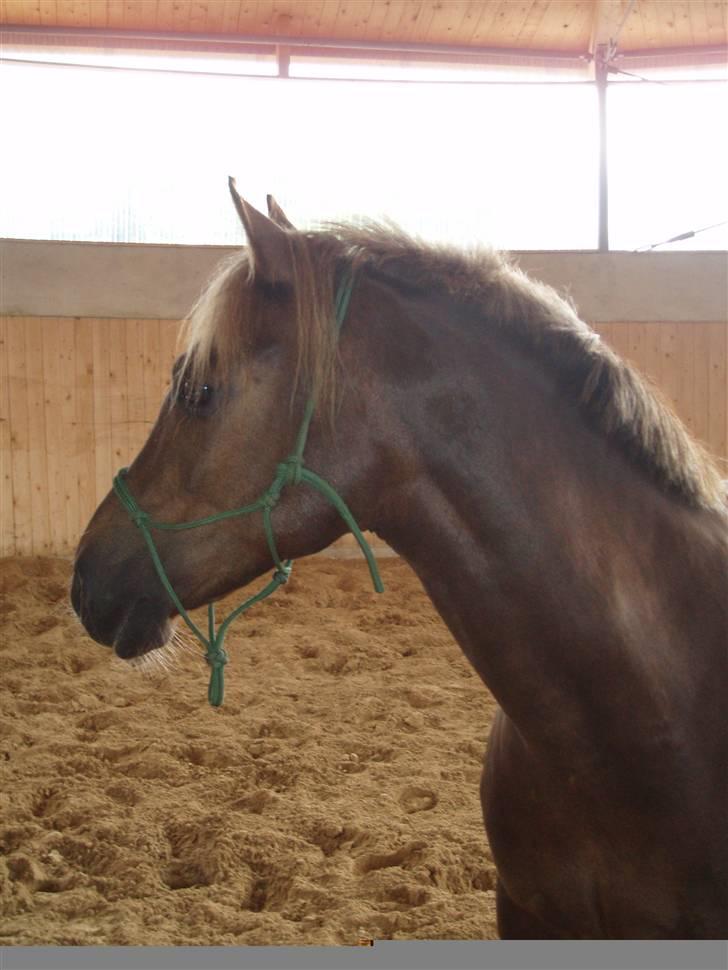 DSP Jolene billede 19