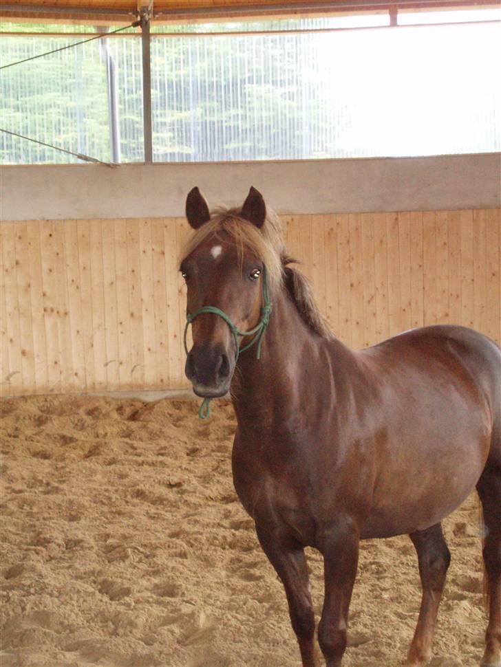 DSP Jolene billede 20