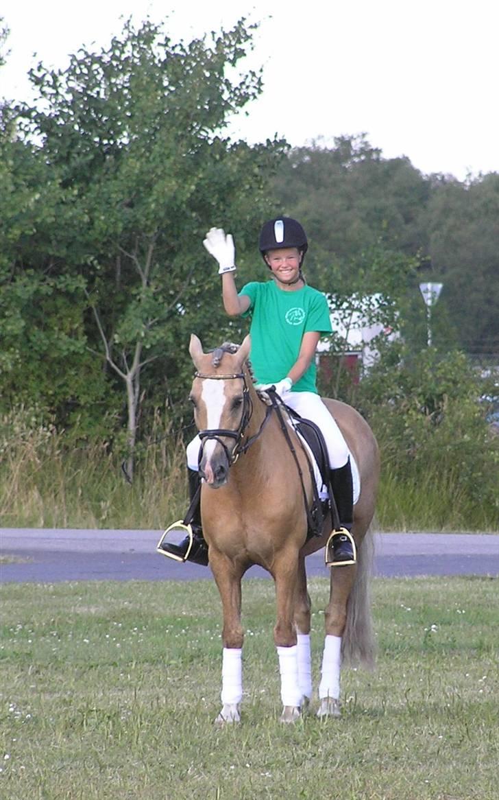 Welsh Cob (sec D) Åvangs Bounty A-pony - Hehe.... ;) Bounty og jeg til landskue:) billede 17