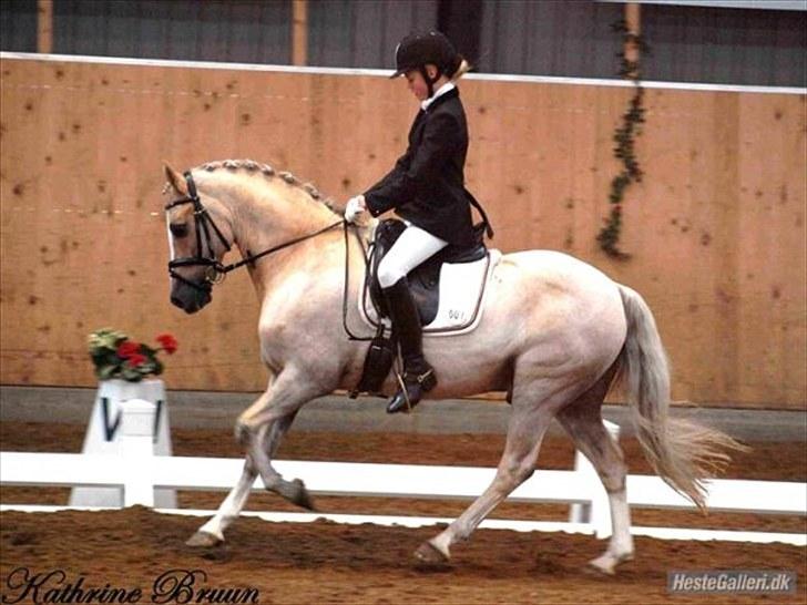 Welsh Cob (sec D) Åvangs Bounty A-pony - Bounty og jeg til landskue igen med fuld udklædning ;D billede 18