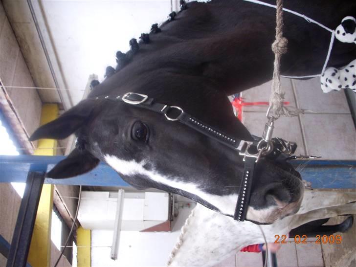 Anden særlig race Stallion R.I.P :'(<3 - min præmiehingst :O :D´ <33 jeg elsker dig virkelig.(L)(L) billede 6