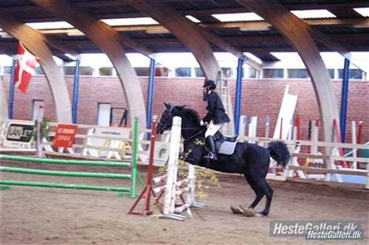 Anden særlig race Stallion R.I.P :'(<3 - .til stævne :D billede 9
