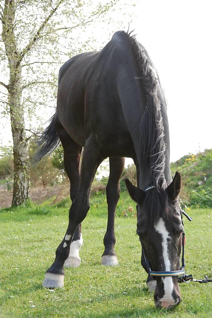 Anden særlig race Stallion R.I.P :'(<3 - .den mest ubeskrivelige :D<3 billede 10