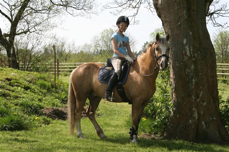 Welsh Cob (sec D) Åvangs Bounty A-pony - Bounty og mig:) billede 19