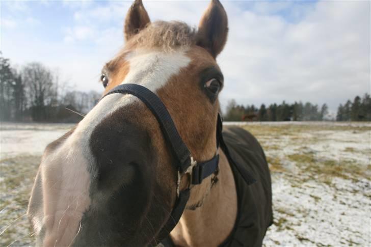 Welsh Cob (sec D) Åvangs Bounty A-pony - hvad er det for noget :) billede 20