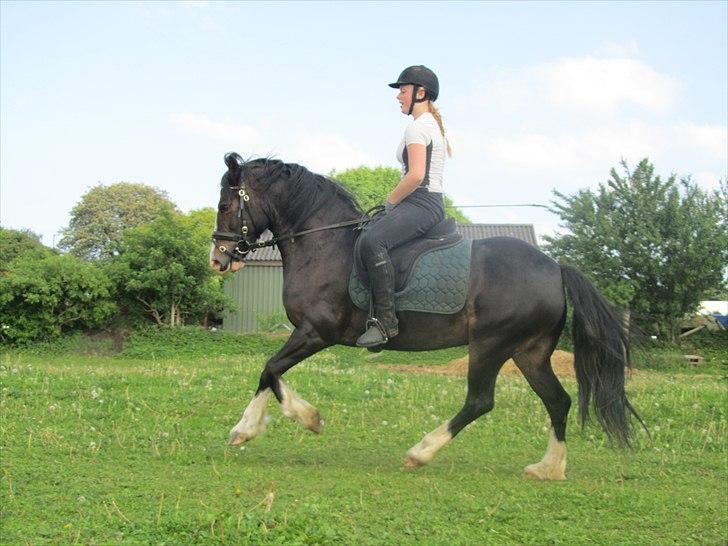 Welsh Cob (sec D) Ronja - Velkommen til Ronjas profil..Giv gerne en bedømmelse/kommentar billede 1