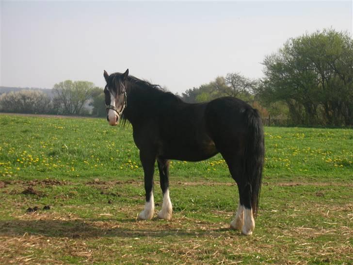 Welsh Cob (sec D) Ronja - Foto: Mig (Kamilla) billede 2