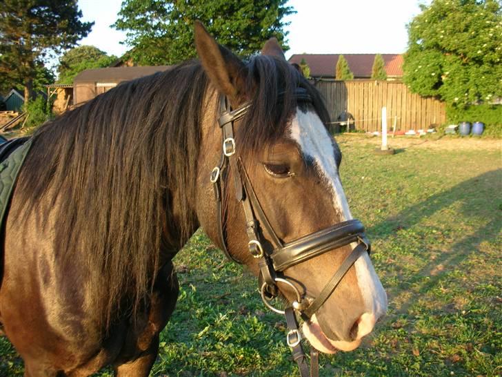 Welsh Cob (sec D) Ronja - Foto: Mig (Kamilla) billede 3