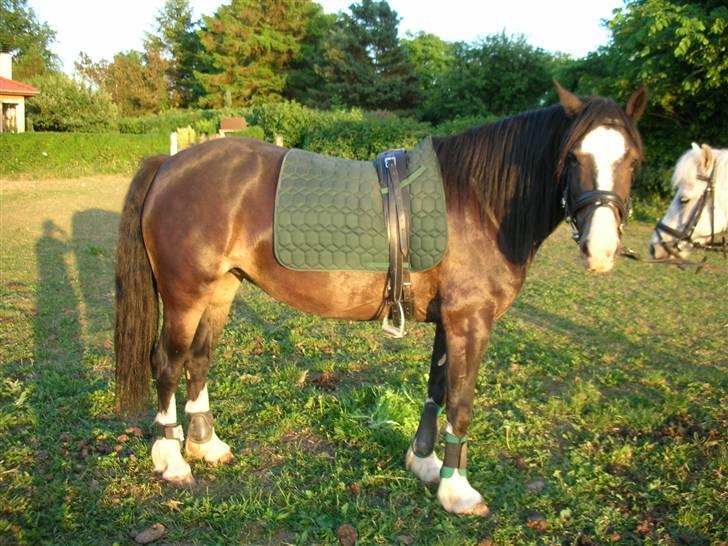 Welsh Cob (sec D) Ronja - Foto: Mig (Kamilla) billede 4
