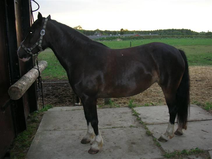 Welsh Cob (sec D) Ronja - Foto: Mig (Kamilla) billede 5