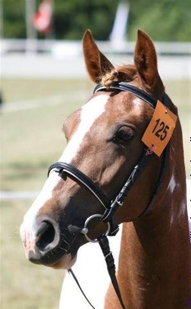 Pinto Kazella Nyberg - dyrskue 08. fik 23 point som 2 års hoppe billede 13