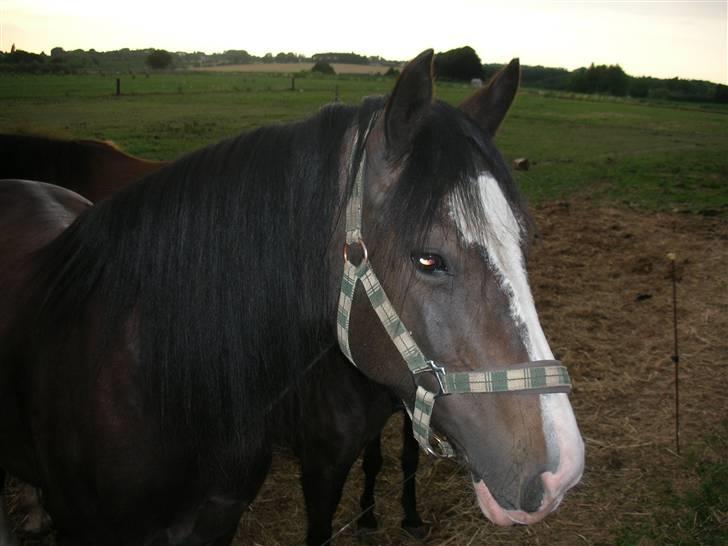 Welsh Cob (sec D) Ronja - Foto: Mig (Kamilla) billede 6