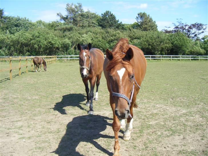 Dansk Varmblod Smejki Bernstein(part) billede 1