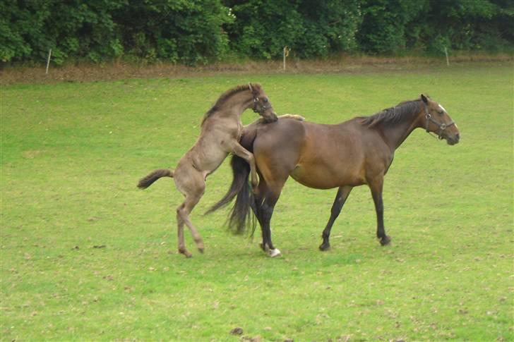 Anden særlig race Bacardi - jeg er blevet lidt drillesyg billede 13