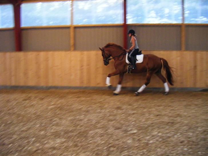 Dansk Varmblod Smejki Bernstein(part) - Træning billede 2