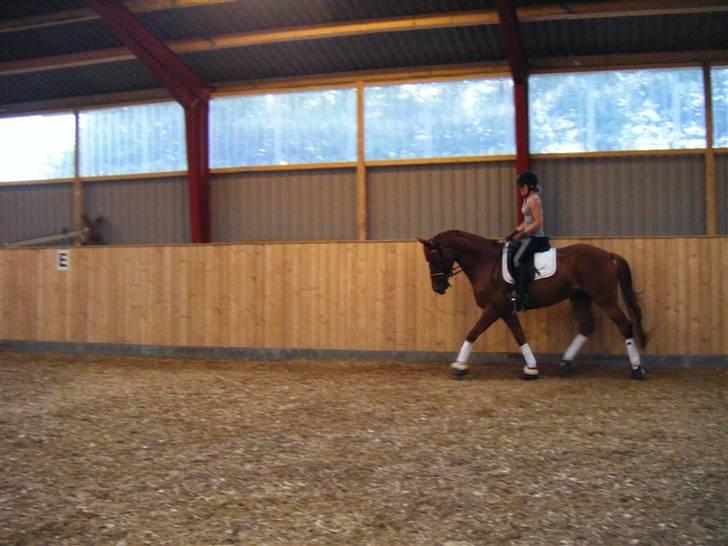 Dansk Varmblod Smejki Bernstein(part) - Træning billede 3