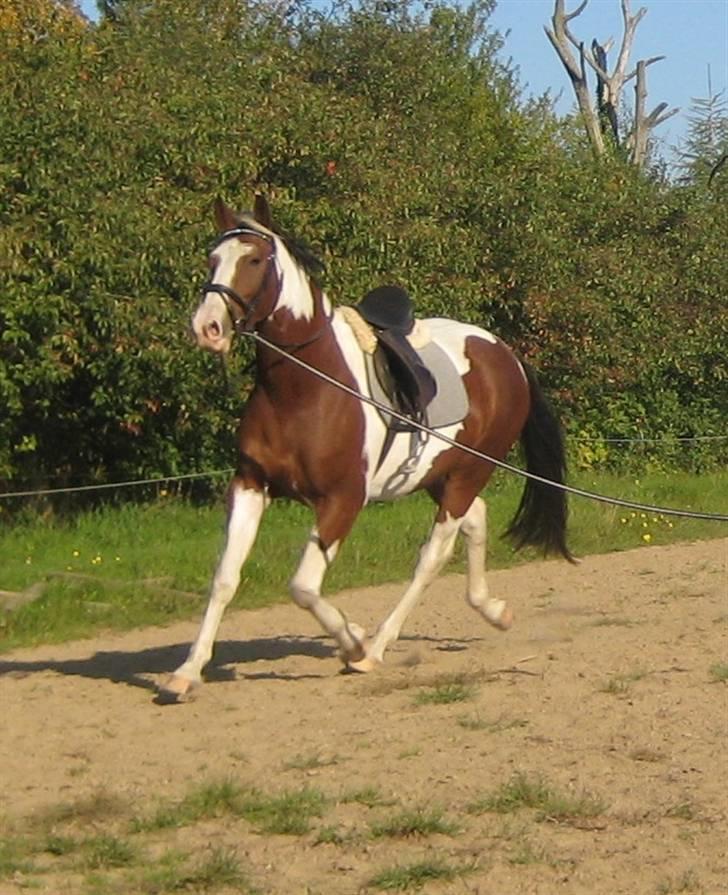 Pinto Bastogne - I longen billede 7