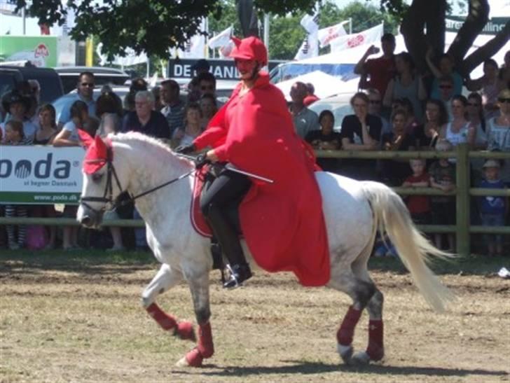 DSP Mr. Happy Goes Lucky - Show Roskilde Dyreskue 2008 billede 13