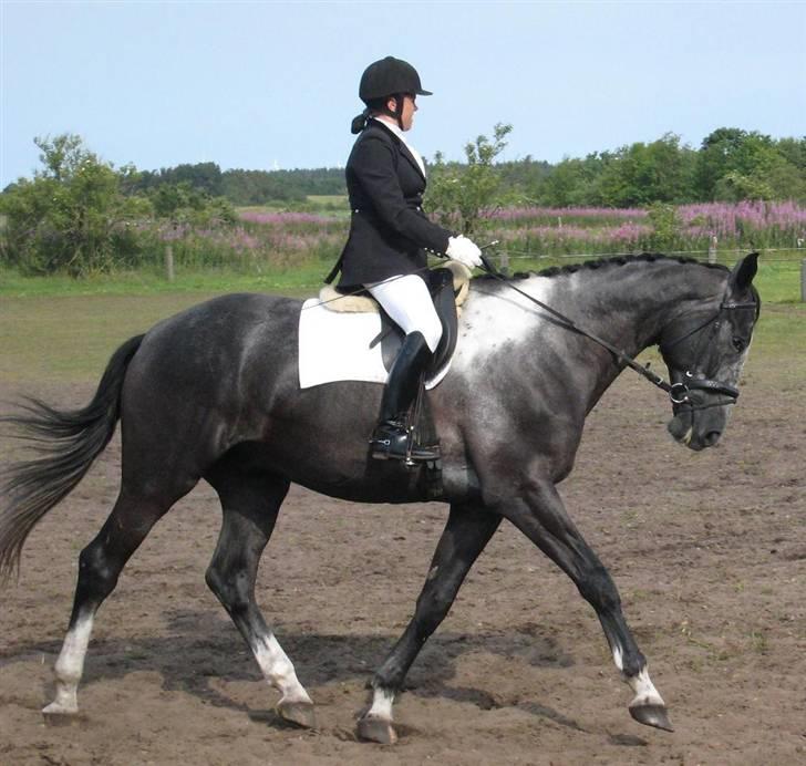 Anden særlig race ontario >--Aflivet--< billede 12