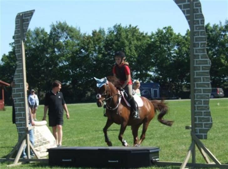 DSP Moonlight Dancer - Træning til Roskilde Dyreskue 2008. billede 10