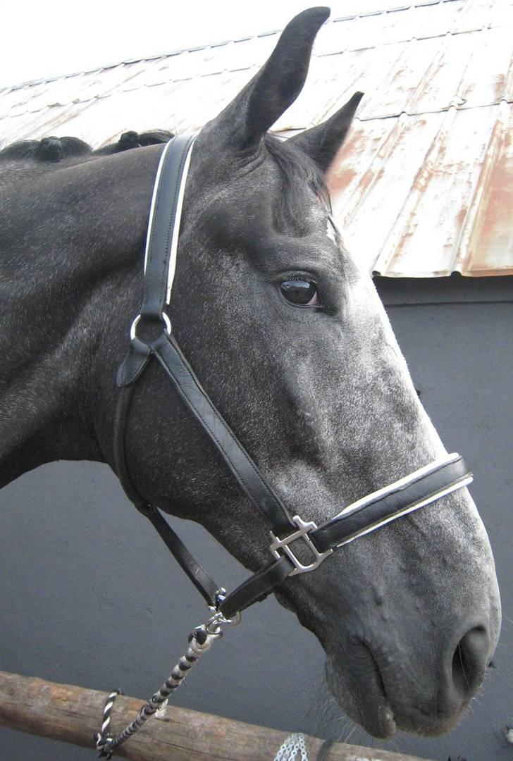 Anden særlig race ontario >--Aflivet--< billede 14