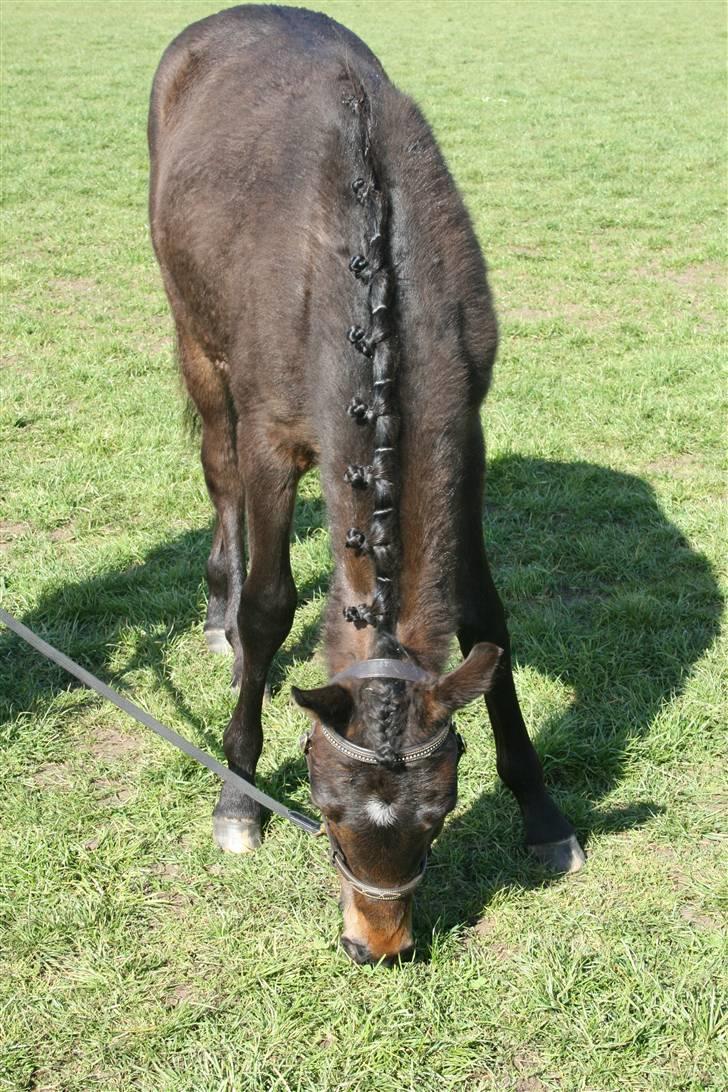 DSP Moonjam´s Mr. Sunshine billede 6