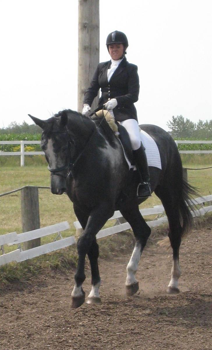 Anden særlig race ontario >--Aflivet--< billede 16