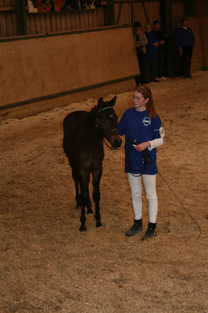 DSP Moonjam´s Mr. Sunshine billede 7