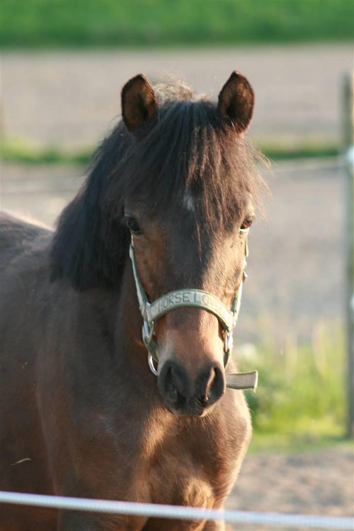 DSP Moonjam´s Mr. Sunshine billede 8